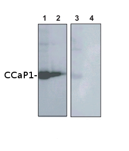 westrn blot using anti-CCaP1 antibodies 